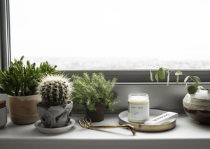 Brooklyn Candle Studio scented candle Fern + Moss Moodfoto with plants on windowsill. Hand-poured from 100% soy wax.